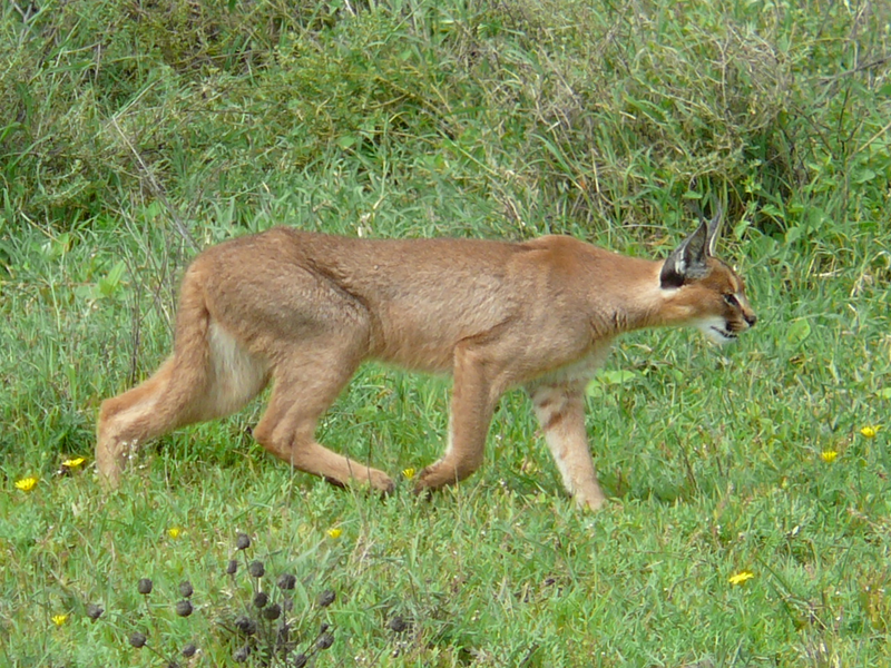 Para comparaciĂłn un caracal adulto del Parque nacional Serengueti. CC// Wikiwand.